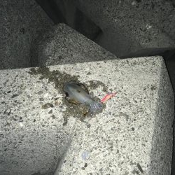 堂ノ浦でアオリイカ