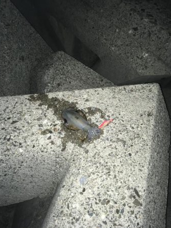 堂ノ浦でアオリイカ