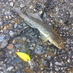 ハゼクランクで連発！？