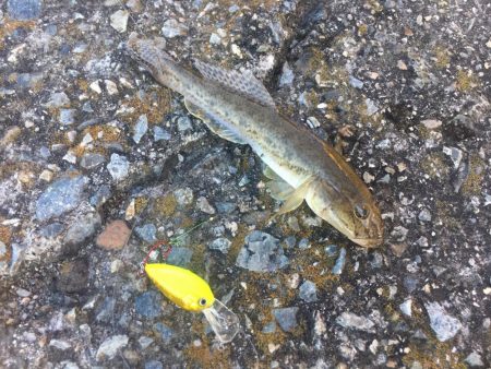 ハゼクランクで連発！？