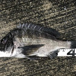 イチノ兄弟、釣果!