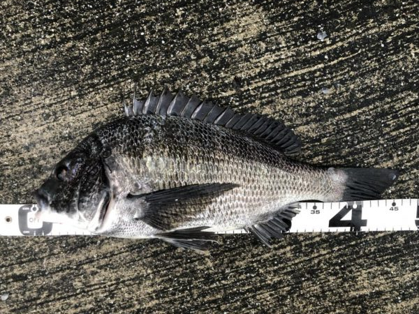 イチノ兄弟、釣果!