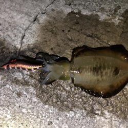 秋エギング釣行