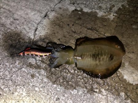 秋エギング釣行