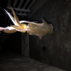 トンカツサイズ高活性！