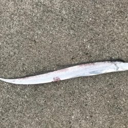 台風後に北公園へ