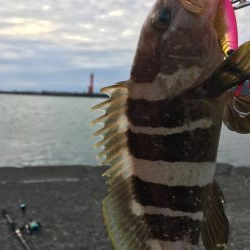 キジハタ&イトヒキアジ