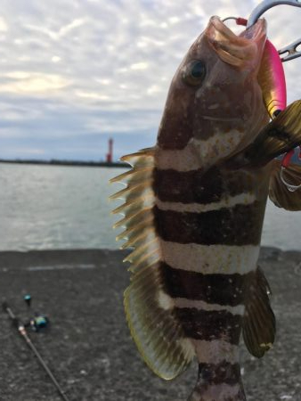 キジハタ&イトヒキアジ