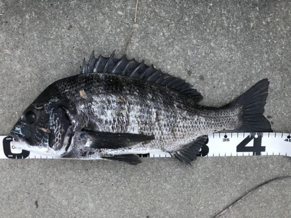 イチノ兄弟、釣果!