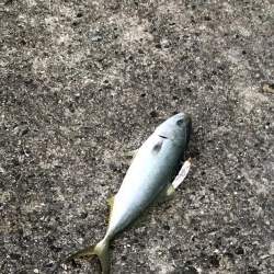 サワラ釣りたかった