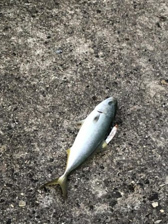 サワラ釣りたかった