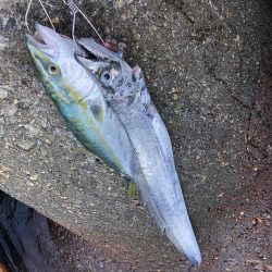 まさかのドラゴン！！