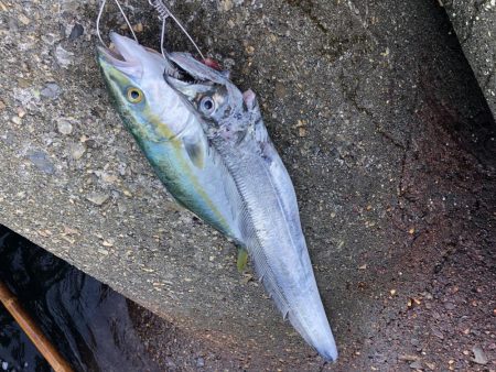 まさかのドラゴン！！