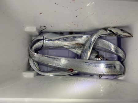 タチウオいてるね〜