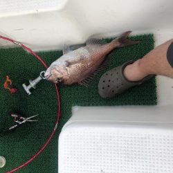 暑いのにタイラバ