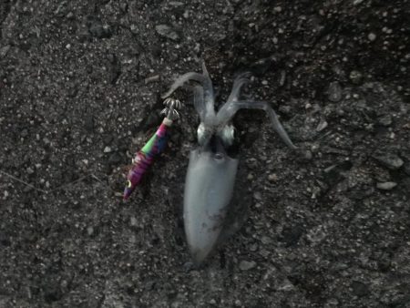 コロッケアオリ