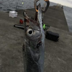 台風接近の中…シイラ?!