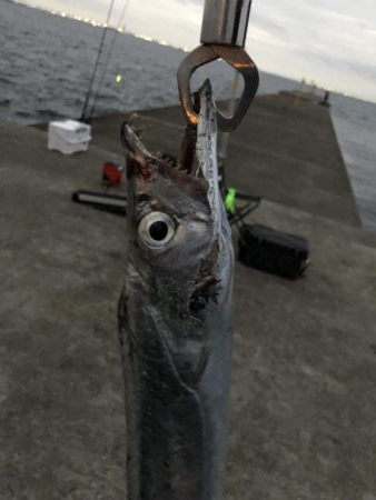 台風接近の中…シイラ?!
