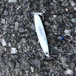 青物は釣れませんでした