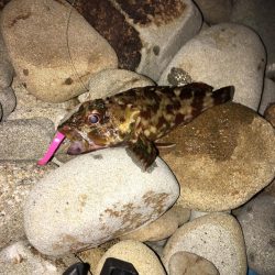 アジング 豆アジ小アジ