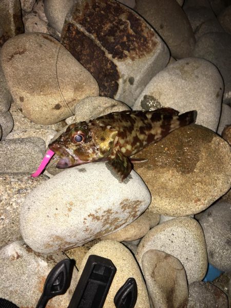 アジング 豆アジ小アジ