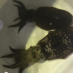 夜のアオリイカ