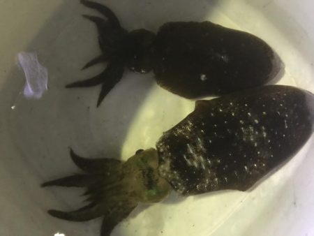 夜のアオリイカ