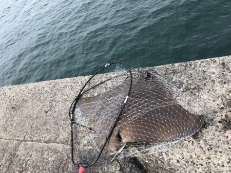 ショアジギング