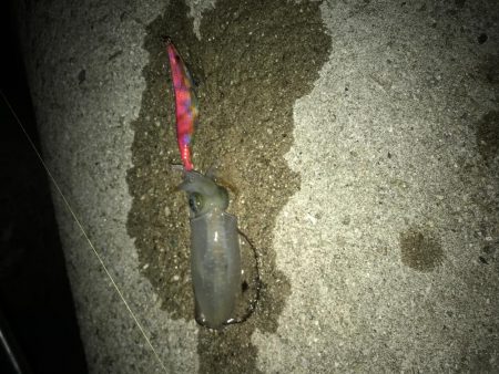 キャプテンシーズン到来