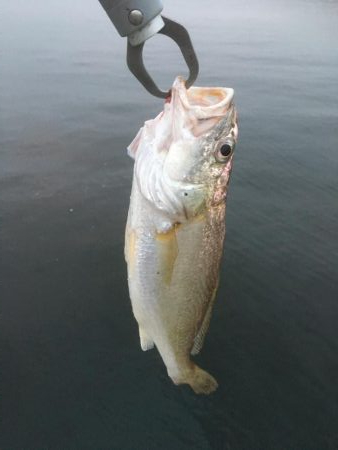 イシモチ、ツバス4