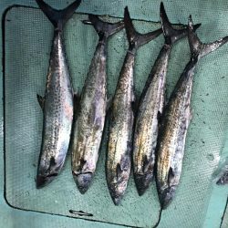 タチウオパターンで爆釣