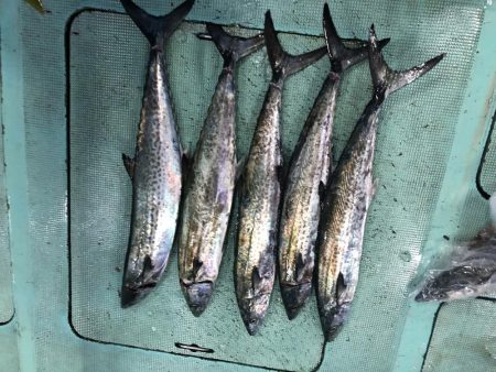 タチウオパターンで爆釣