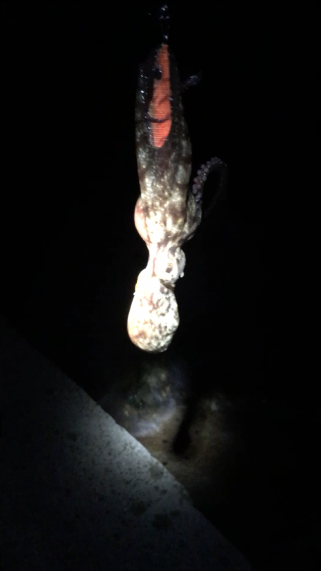 台風一過の淡路島へ