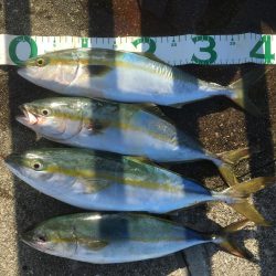 今年初タチウオ1、初ハマチ1、ツバス3