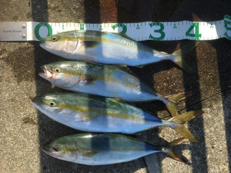 今年初タチウオ1、初ハマチ1、ツバス3