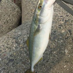 やっと今年初タチウオ