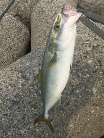 やっと今年初タチウオ