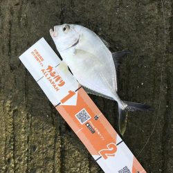 入れ食いメッキ!