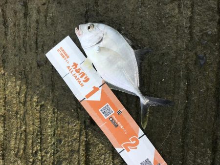 入れ食いメッキ!