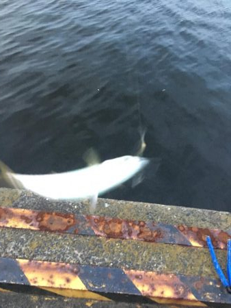 またタチウオ不発