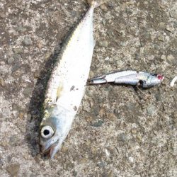 シーバス狙いでの釣行のはずが…