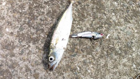 シーバス狙いでの釣行のはずが…