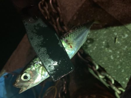 アーバンサイドアジング