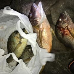 ハマフエフキ爆釣‼︎念願のタルミゲット☆