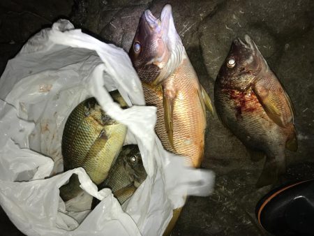 ハマフエフキ爆釣‼︎念願のタルミゲット☆