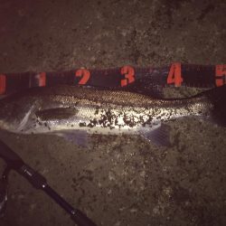 ナイトシーバス