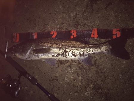 ナイトシーバス