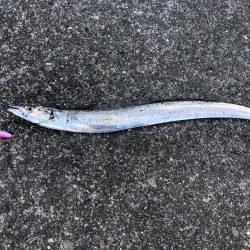 今年初タチウオ