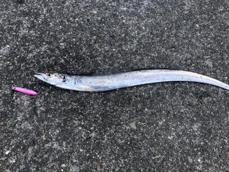 今年初タチウオ