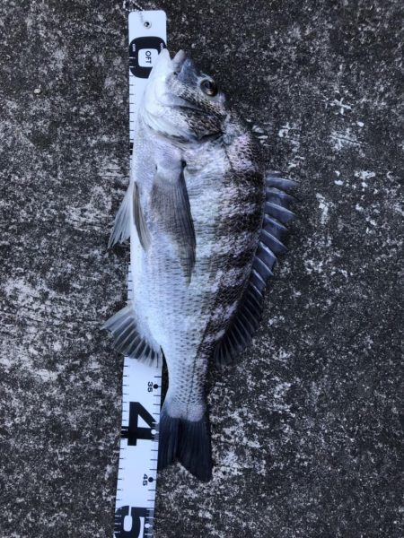 イチノ兄弟、釣果!